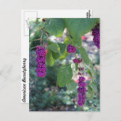 Amerikaanse Beautyberry # 1 Briefkaart (Voorkant / Achterkant)