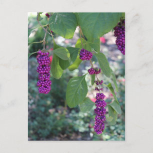 Amerikaanse Beautyberry # 1 Briefkaart