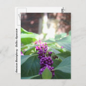 Amerikaanse Beautyberry # 3 Briefkaart (Voorkant / Achterkant)