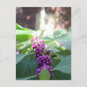 Amerikaanse Beautyberry # 3 Briefkaart