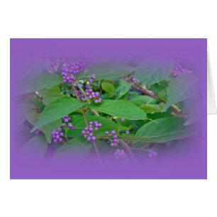 Amerikaanse Beautyberry (Callicarpa americana)