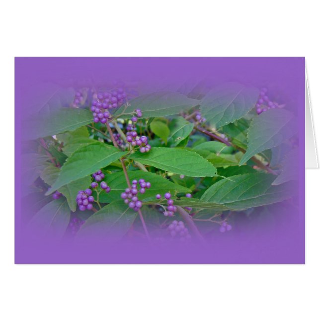 Amerikaanse Beautyberry (Callicarpa americana) (Voorkant Horizontaal)