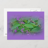 Amerikaanse Beautyberry (Callicarpa americana) Briefkaart (Voorkant / Achterkant)