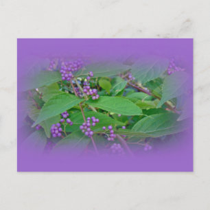 Amerikaanse Beautyberry (Callicarpa americana) Briefkaart
