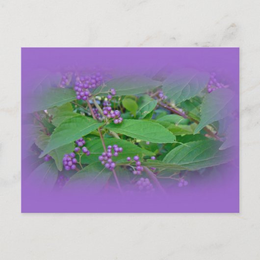 Amerikaanse Beautyberry (Callicarpa americana) Briefkaart (Voorkant)