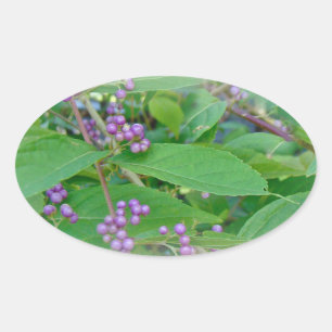 Amerikaanse Beautyberry (Callicarpa americana) Ovale Sticker