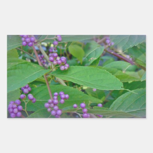 Amerikaanse Beautyberry (Callicarpa americana) Rechthoekige Sticker (Voorkant)