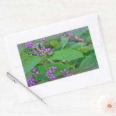 Amerikaanse Beautyberry (Callicarpa americana) Rechthoekige Sticker (Envelop)