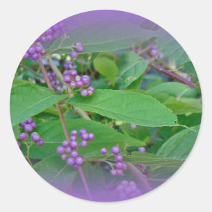 Amerikaanse Beautyberry (Callicarpa americana) Ronde Sticker
