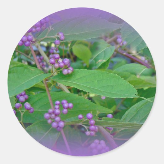 Amerikaanse Beautyberry (Callicarpa americana) Ronde Sticker (Voorkant)
