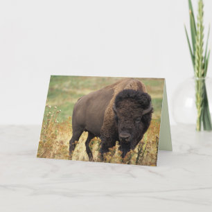 Amerikaanse Bison/Buffalo Birthday Kaart