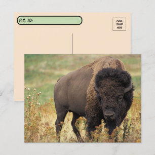 Amerikaanse Bison/Buffalo-Briefkaart oversteken Briefkaart