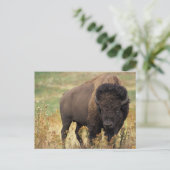 Amerikaanse Bison/Buffalo-Briefkaart oversteken Briefkaart (Staand voorkant)