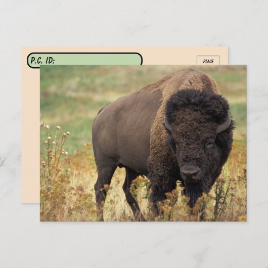 Amerikaanse Bison/Buffalo-Briefkaart oversteken Briefkaart (Voorkant / Achterkant)