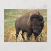 Amerikaanse Bison/Buffalo-Briefkaart oversteken Briefkaart (Voorkant)