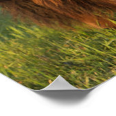 Amerikaanse Bison koe en kalf, North Dakota Poster (Hoek)