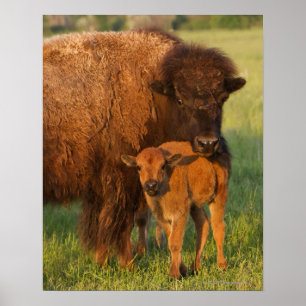 Amerikaanse Bison koe en kalf, North Dakota Poster