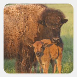 Amerikaanse Bison koe en kalf, North Dakota Vierkante Sticker