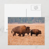 Amerikaanse Bizon (Bison bison) Koe en Kalf Briefkaart (Voorkant / Achterkant)