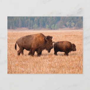 Amerikaanse Bizon (Bison bison) Koe en Kalf Briefkaart