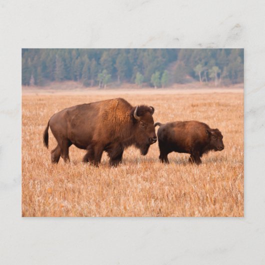 Amerikaanse Bizon (Bison bison) Koe en Kalf Briefkaart (Voorkant)