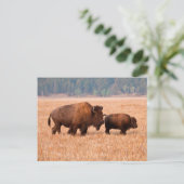 Amerikaanse Bizon (Bison bison) Koe en Kalf Briefkaart (Staand voorkant)