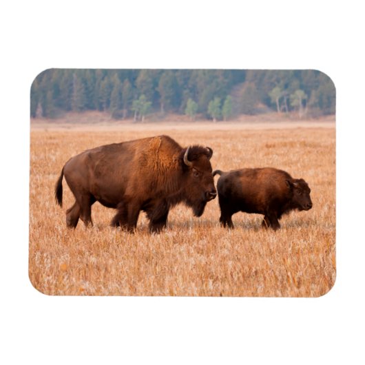 Amerikaanse Bizon (Bison bison) Koe en Kalf Magneet (Horizontaal)