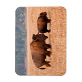 Amerikaanse Bizon (Bison bison) Koe en Kalf Magneet (Verticaal)