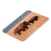 Amerikaanse Bizon (Bison bison) Koe en Kalf Magneet (Linkerzijde)