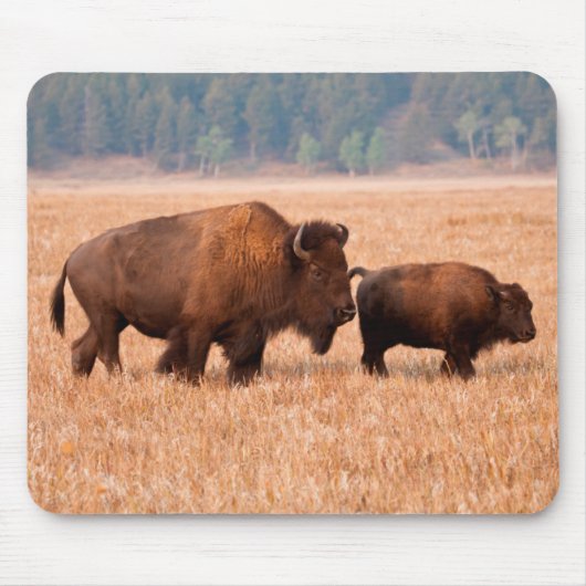 Amerikaanse Bizon (Bison Bison) Koe en Kalf Muismat (Voorkant)