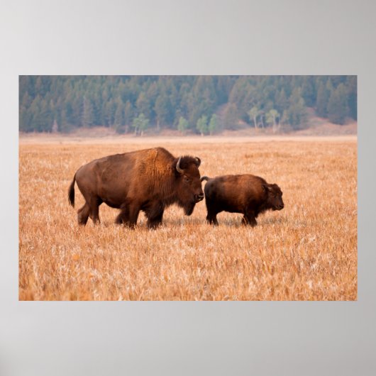 Amerikaanse Bizon (Bison Bison) Koe en Kalf Poster (Voorkant)