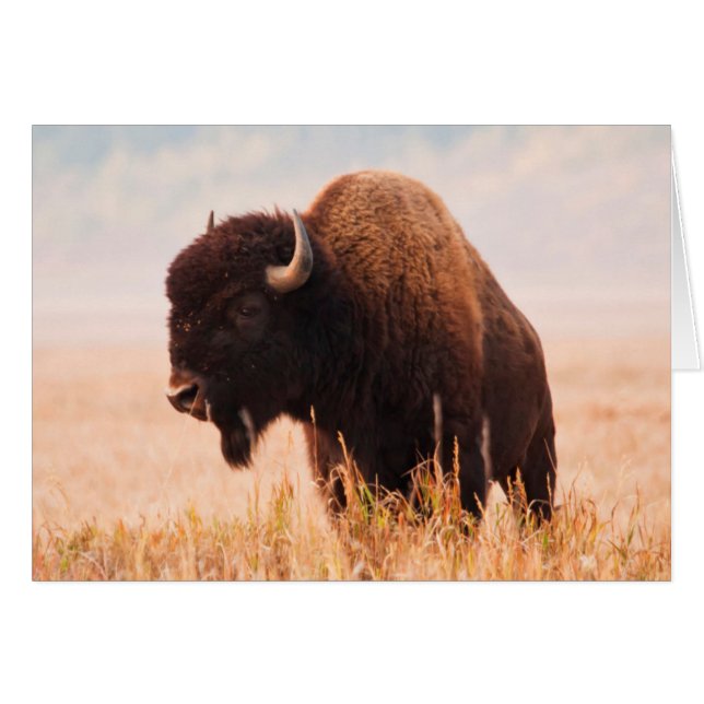 Amerikaanse Bizon (Bison Bison) Kudde In Teton 2 (Voorkant Horizontaal)
