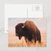 Amerikaanse Bizon (Bison Bison) Kudde In Teton 2 Briefkaart (Voorkant / Achterkant)