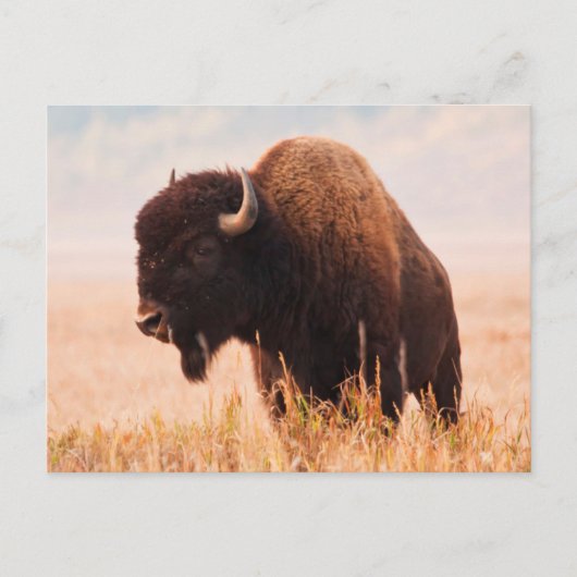 Amerikaanse Bizon (Bison Bison) Kudde In Teton 2 Briefkaart (Voorkant)