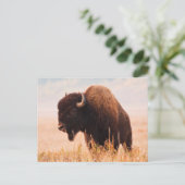 Amerikaanse Bizon (Bison Bison) Kudde In Teton 2 Briefkaart (Staand voorkant)
