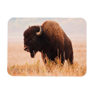 Amerikaanse Bizon (Bison Bison) Kudde In Teton 2 Magneet