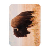 Amerikaanse Bizon (Bison Bison) Kudde In Teton 2 Magneet (Verticaal)