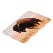 Amerikaanse Bizon (Bison Bison) Kudde In Teton 2 Magneet (Linkerzijde)