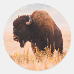 Amerikaanse Bizon (Bison Bison) Kudde In Teton 2 Ronde Sticker