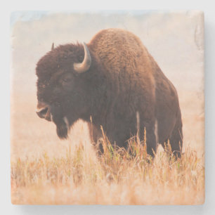 Amerikaanse Bizon (Bison Bison) Kudde In Teton 2 Stenen Onderzetter