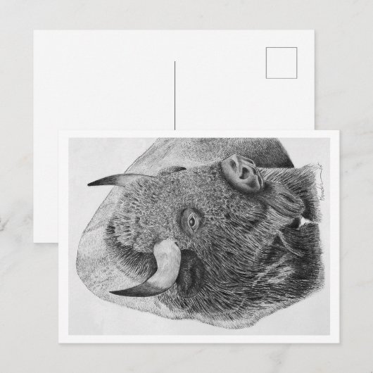 Amerikaanse bizon briefkaart (Voorkant / Achterkant)