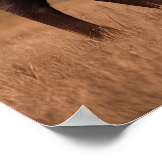 Amerikaanse bizon Buffalo Poster (Hoek)