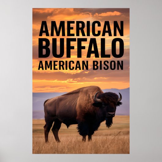 Amerikaanse bizon Buffalo Poster (Voorkant)