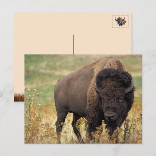 Amerikaanse Bizon / Buffel Ansichtkaart Feestdagenkaart (Voorkant / Achterkant)