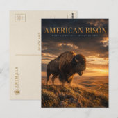 Amerikaanse Bizon Great Plains DIEREN Briefkaart (Voorkant / Achterkant)