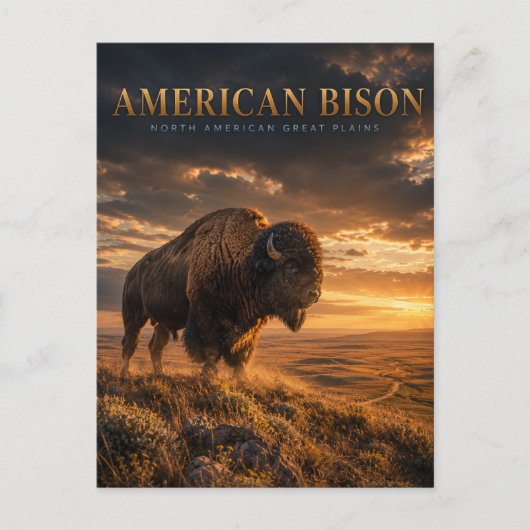 Amerikaanse Bizon Great Plains DIEREN Briefkaart (Voorkant)