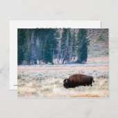 Amerikaanse bizon in Yellowstone National Park Briefkaart (Voorkant / Achterkant)