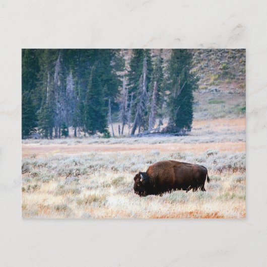 Amerikaanse bizon in Yellowstone National Park Briefkaart (Voorkant)