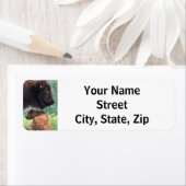 Amerikaanse bizon Koe & kalf Etiket (Insitu)