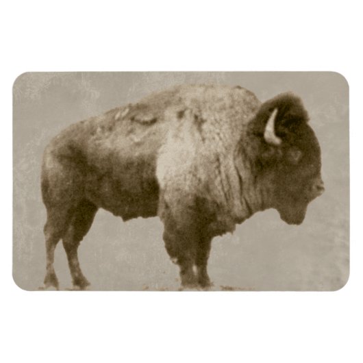 Amerikaanse Bizon Magneet (Horizontaal)